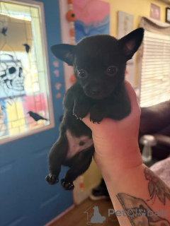 Photo №2 to announcement № 176227 for the sale of chihuahua - buy in Germany private announcement