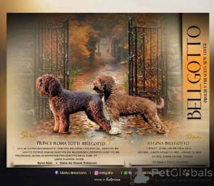Photo №1. lagotto romagnolo - for sale in the city of Kragujevac | negotiated | Announcement № 152272