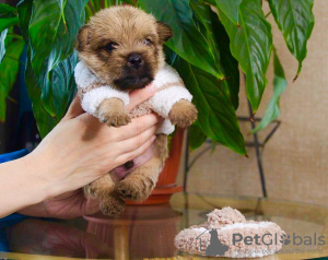 Photo №2 to announcement № 123615 for the sale of norwich terrier - buy in Russian Federation private announcement