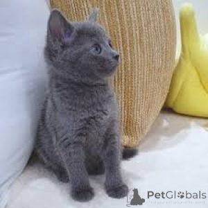 Photo №2 to announcement № 165579 for the sale of russian blue - buy in Belgium private announcement, breeder