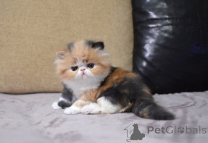 Photo №1. persian cat - for sale in the city of Berlin | negotiated | Announcement № 165338