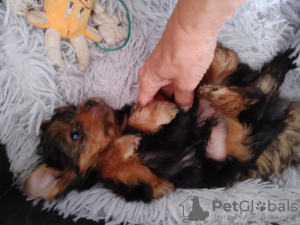 Additional photos: Yorkie puppies