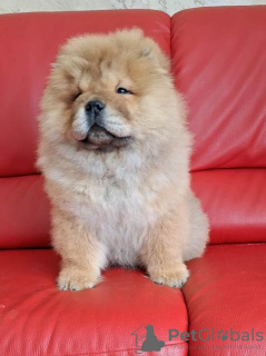 Photo №3. Chow Chow puppies. Serbia