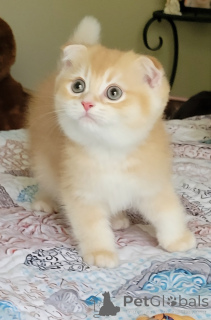 Photo №4. I will sell scottish fold in the city of Palm Coast. breeder - price - 1100$