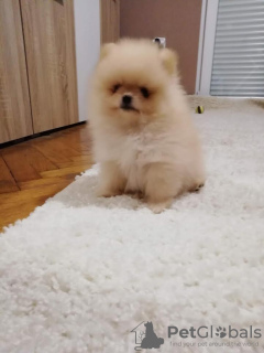 Photo №2 to announcement № 69470 for the sale of pomeranian - buy in Serbia breeder