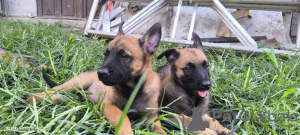 Additional photos: Belgian Malinois Shepherd puppies