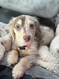 Photo №2 to announcement № 163657 for the sale of dachshund - buy in Germany breeder