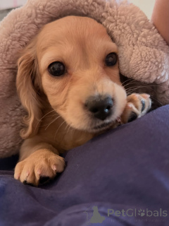 Photo №3.  Dachshund Puppy Available for Adoption! . Germany