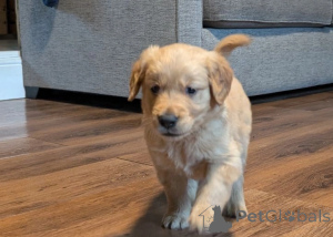 Photo №4. I will sell golden retriever in the city of Corby. private announcement - price - negotiated