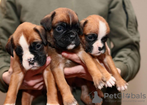 Photo №2 to announcement № 132705 for the sale of boxer - buy in Germany private announcement