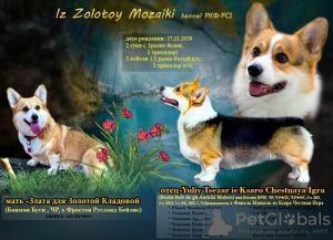 Photo №1. welsh corgi - for sale in the city of Москва | negotiated | Announcement № 8434