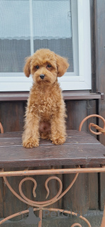 Photo №2 to announcement № 173370 for the sale of  - buy in Belarus from nursery