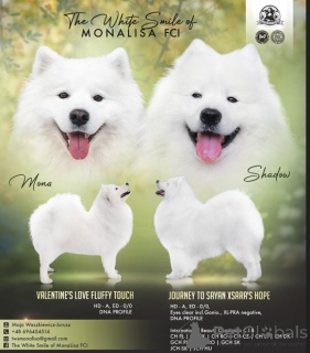 Photo №2 to announcement № 135144 for the sale of samoyed dog - buy in Poland breeder