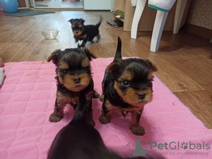 Photo №2 to announcement № 117532 for the sale of non-pedigree dogs - buy in Germany 