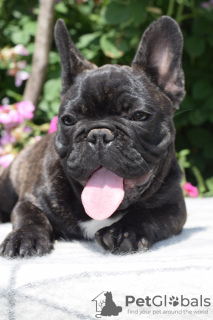 Photo №4. I will sell french bulldog in the city of Lipova. breeder - price - negotiated