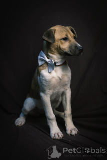 Photo №2 to announcement № 134948 for the sale of non-pedigree dogs - buy in Russian Federation private announcement