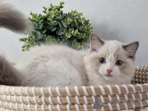 Photo №1. ragdoll - for sale in the city of Munich | negotiated | Announcement № 155917