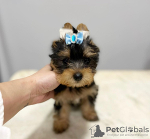 Photo №2 to announcement № 43043 for the sale of yorkshire terrier - buy in Finland breeder
