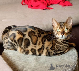 Photo №2 to announcement № 57346 for the sale of bengal cat - buy in Serbia breeder