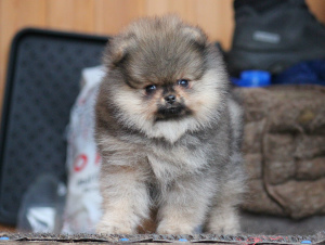 Photo №1. pomeranian - for sale in the city of Москва | 1775$ | Announcement № 4873