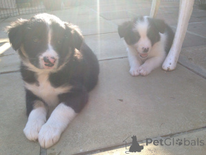 Photo №4. I will sell border collie in the city of MLADA BolesLav. private announcement, breeder - price - 1239$