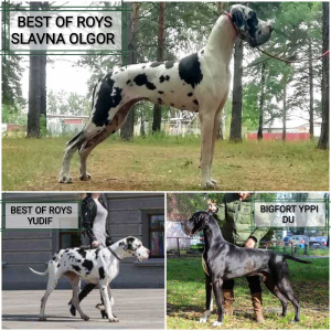 Additional photos: Great Dane puppies