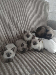 Photo №1. siamese cat - for sale in the city of Rzeszów | 516$ | Announcement № 178133