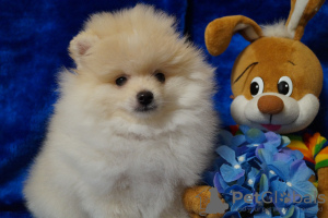 Photo №3. Pomeranian boy. Russian Federation