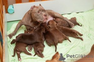 Additional photos: American bully puppies standard classic