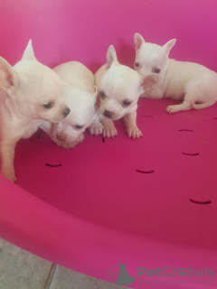 Photo №2 to announcement № 92920 for the sale of chihuahua - buy in Serbia breeder