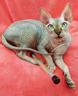 Photo №1. sphynx-katze - for sale in the city of Kiev | 524$ | Announcement № 4200