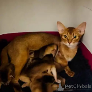 Photo №2 to announcement № 167266 for the sale of abyssinian cat - buy in Germany private announcement