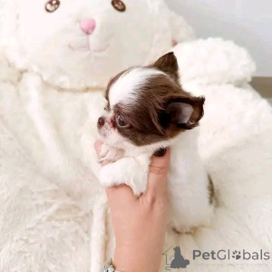 Photo №2 to announcement № 167891 for the sale of chihuahua - buy in Hungary private announcement, breeder