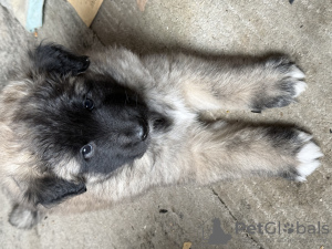 Photo №2 to announcement № 133673 for the sale of belgian shepherd - buy in United States private announcement