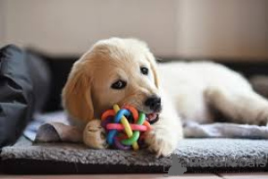 Photo №2 to announcement № 136061 for the sale of golden retriever - buy in Switzerland 