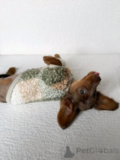 Photo №2 to announcement № 163626 for the sale of dachshund - buy in Finland private announcement, from the shelter