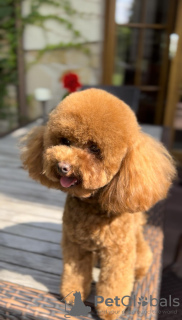 Photo №3. Toy Red Poodle. Poland