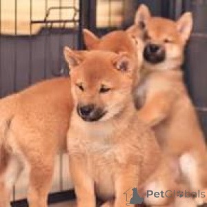 Photo №1. shiba inu - for sale in the city of Brussels | 825$ | Announcement № 167746