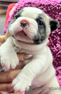 Photo №1. french bulldog - for sale in the city of Мальмё | Is free | Announcement № 93026