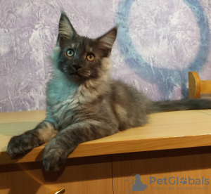 Photo №1. maine coon - for sale in the city of Tyumen | negotiated | Announcement № 9690