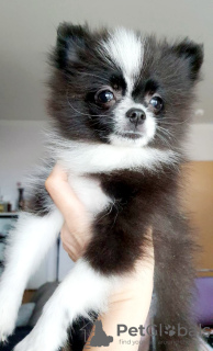 Photo №3. I offer Pomeranian puppies. Germany