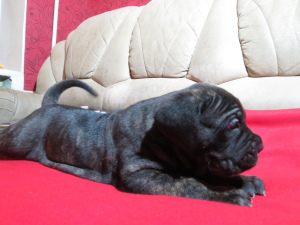 Photo №4. I will sell cane corso in the city of Murmansk. private announcement - price - Negotiated
