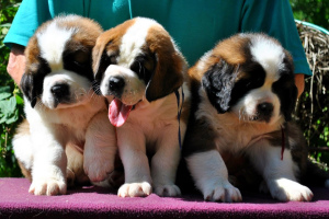 Photo №3. St. Bernard puppies. Russian Federation
