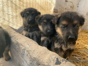 Photo №1. german shepherd - for sale in the city of Dubai | 518$ | Announcement № 13801