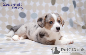 Additional photos: Welsh Corgi Cardigan puppies