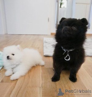 Photo №1. pomeranian - for sale in the city of Los Angeles | Is free | Announcement № 88743