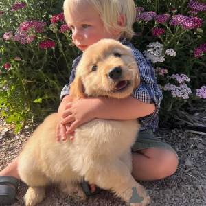 Photo №2 to announcement № 172955 for the sale of golden retriever - buy in Guadeloupe 