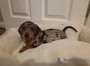 Additional photos: 2 female mini dachshunds