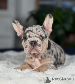 Photo №3. Healthy French Bulldog Puppy Vet Checked & Microchipped. United Kingdom