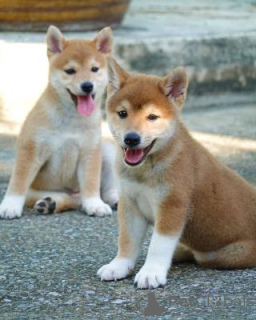 Photo №2 to announcement № 94778 for the sale of shiba inu - buy in United Kingdom 